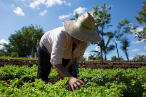 Sanos y soberanos: uno de cada 50 establecimientos rurales ya hace producción agroecológica u orgánica en Argentina