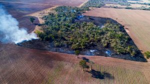 Chaco, en alerta: Greenpeace advierte sobre la deforestación y las inundaciones por el plan ganadero