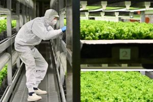 Verduras “industriales”: Japón crea “fábricas vegetales” para reducir el impacto ambiental