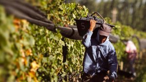 Contra la contaminación del agua: productores vitivinícolas mendocinos ratifican su posición frente a la minería