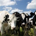 Un estudio revela que la industria de la carne argentina puede ser sustentable y generar energía