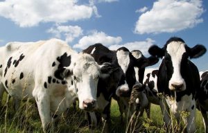 Llega el «asado verde»: impulsan la producción sustentable de carne argentina