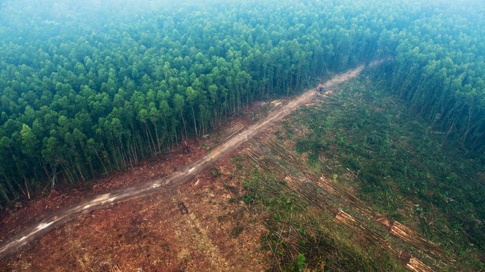 Primer gran logro de la COP26: más de 100 países prometen frenar la deforestación, ¿está Brasil?
