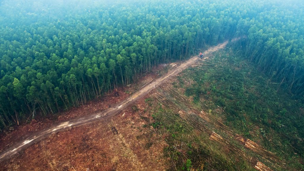Primer gran logro de la COP26: más de 100 países prometen frenar la deforestación, ¿está Brasil?