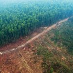 Deforestación en Argentina: revelan cuánto aumentó en el 2020