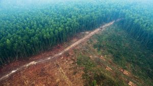 Deforestación ilegal: Brasil quema por año el equivalente a las superficies de  Buenos Aires y Córdoba
