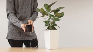 Crean nueva forma de energía renovable: una startup avanza en la generación de electricidad a partir de plantas