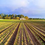 Informe: el 50% de las tierras de cultivo del planeta podrían ahorrarse si se mejorase su rendimiento