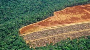 Preocupante: Bolsonaro busca reducir las metas de preservación amazónica