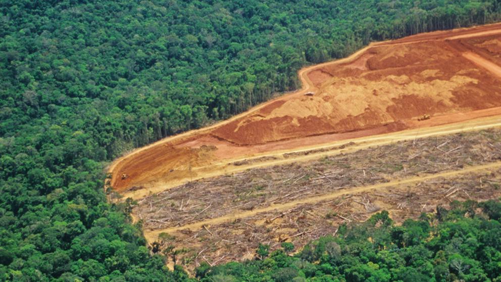 deforestación COP26