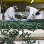 ¿Buscás trabajo? Arcor ofrece empleos con sueldos de $205.000: cómo aplicar