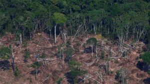 Inédito: este país quiere detectar la deforestación utilizando la tecnología satelital de Google