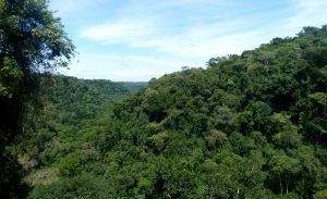 Un «nuevo enemigo» pone en riesgo los bosques tropicales de América Latina