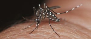 Llegan los “mosquitos de laboratorio”: ¿se podrá eliminar el dengue?