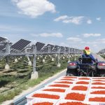 Así será el mayor proyecto agrofotovoltaico del mundo liderado por Huawei