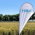 El gobierno aprobó el uso de tecnología de Bioceres para cultivar trigo transgénico