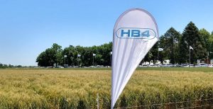 El gobierno aprobó el uso de tecnología de Bioceres para cultivar trigo transgénico