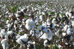 ¿Cómo es el primer sello argentino que certifica el uso responsable de algodón?