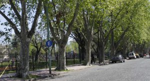Por ley, deberán plantarse 100.000 árboles por año en la Ciudad de Buenos Aires