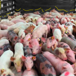 Científicas del CONICET logran un avance clave en la lucha contra la brucelosis porcina