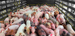 Avanza la negociación con China para la instalación de granjas porcinas sustentables