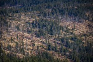 Deforestación: más de 43 millones de hectáreas se perdieron entre 2004 y 2017