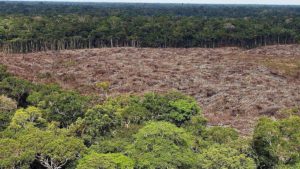 Preocupante: la Amazonía brasileña perdió más de 8.500 kilómetros cuadrados en 2020