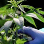 Cannabis medicinal: cuál es la primera provincia argentina que reglamentó su cultivo
