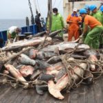 Presentaron una demanda ante la Corte Suprema para frenar la «pesca ilegal y depredación»