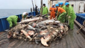 Depredación total: además de saquear el calamar, pesqueros chinos y coreanos cazan elefantes y lobos marinos en aguas argentinas