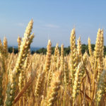 Campo sustentable: presentan un nuevo producto de inoculantes para cultivos de trigo