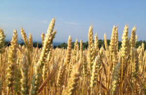 Campo sustentable: presentan un nuevo producto de inoculantes para cultivos de trigo