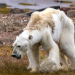 Cuánto se necesita para salvar a la naturaleza frente a la crisis climática, según la ONU