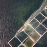Biodiversidad en peligro: Tierra del Fuego busca prohibir las salmoneras