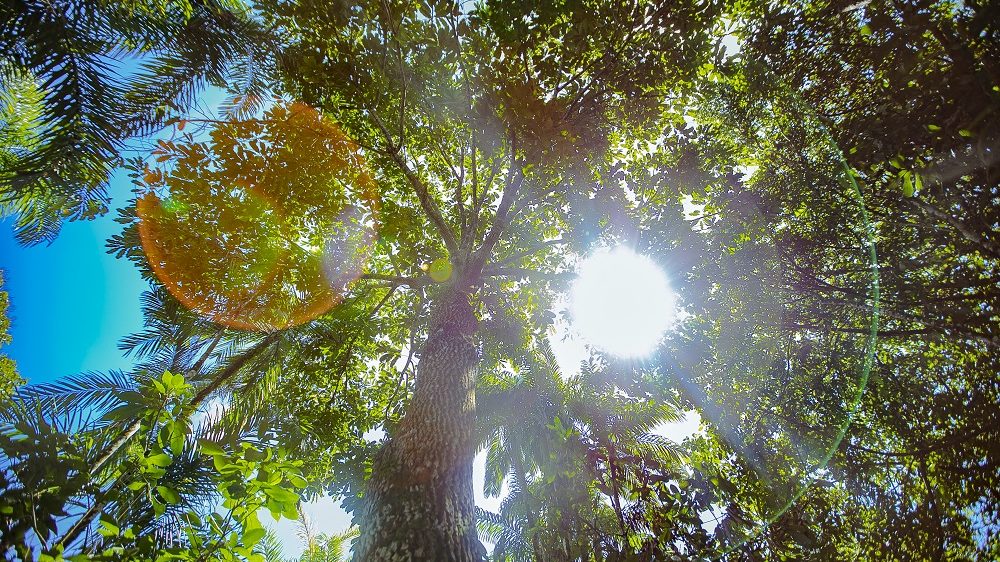 Natura preservó 2 millones de hectáreas de la selva amazónica