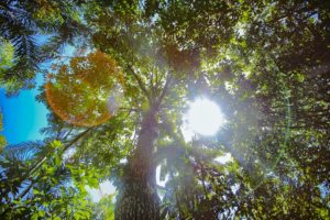 Natura preservó 2 millones de hectáreas de la selva amazónica: cómo lo hizo