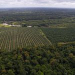 Natura propone cultivar la planta de palma sin deforestar el planeta: ¿de qué se trata?