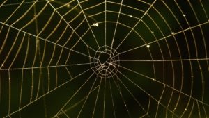 Científicos crean una «seda de araña vegana» que promete disminuir los plásticos de un solo uso