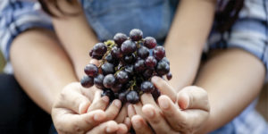 Sustentabilidad: crean una mesa global vitivinícola, ¿de qué se trata?