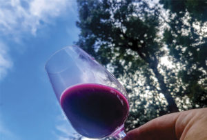 Cómo es la primera guía para la producción de vino sustentable «made in Argentina»