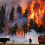Por qué los créditos de carbono se consumen junto con los grandes incendios en Estados Unidos
