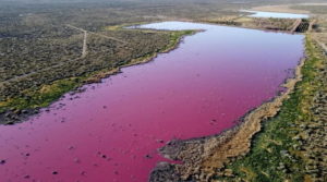 Una laguna en Chubut se tiñó de rosa, ¿cuál es el motivo?