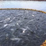 Argentina, pionera en el mundo por prohibir la cría de salmones