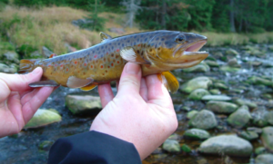 Por qué los peces se vuelven adictos a las metanfetaminas vertidas en los ríos