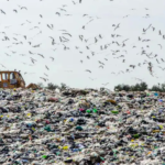 El World Wildlife Fund sostiene que limpiar el planeta crearía 39 millones de puestos de trabajo