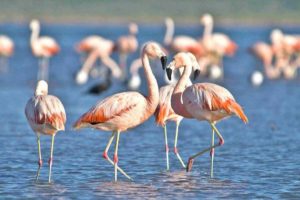 Parque Nacional Ansenuza: presentan un proyecto de ley en el Congreso