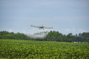 Monsanto desistió del reclamo de la patente de una variante de semillas resistentes al glisofato