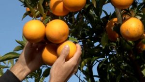 Agro sustentable: cómo el INTA y Coca-Cola Argentina impulsan la industria nacional de naranjas