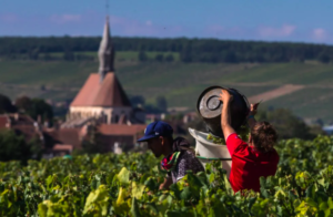 Los viñedos de Francia aceleran su transformación frente al cambio climático