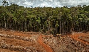Indonesia canceló acuerdo de reducción de gases de efecto invernadero y contra la deforestación